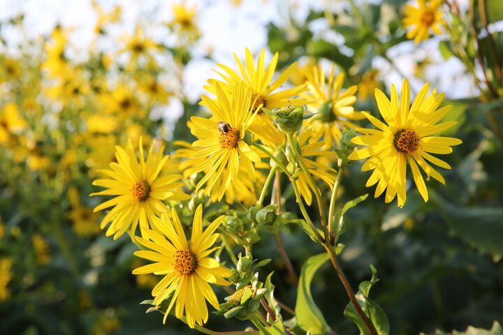 Foto von Blumen mit gelben Blüten