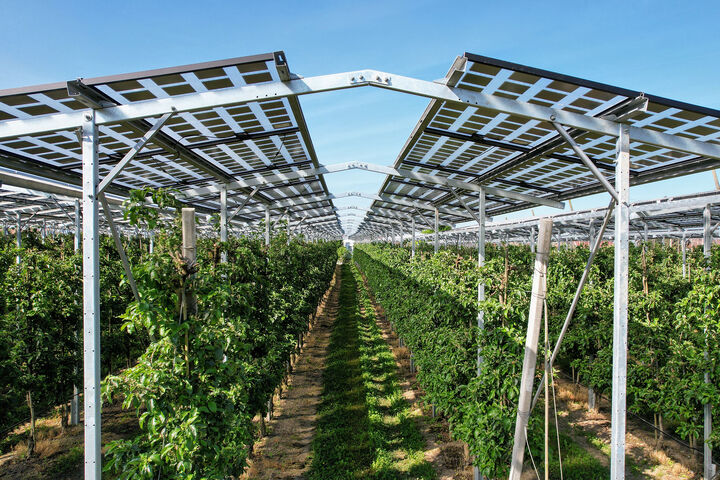 Agri-Photovoltaik-Anlage mit Äpfelbäumen darunter